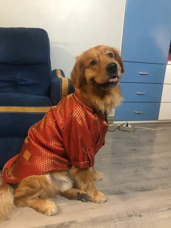 <h2 style="font-family: M-Heading-Font; color: rgb(0, 0, 0); font-size: 42px; background-color: rgb(249, 246, 241)">Meet Zorro: Our Motivation Manager</h2>